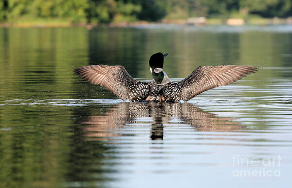 Loon Flapping Wings Art Print featuring the photograph Loon Warning #1 by Stan Reckard