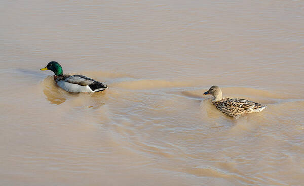 Mallards Art Print featuring the photograph Mallard Ducks #1 by Holden The Moment