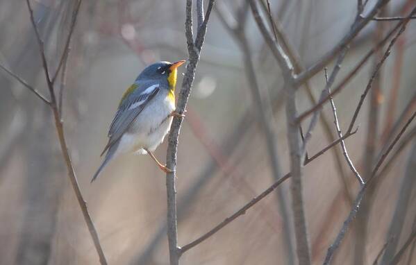 Northern Parula Art Print featuring the photograph Northern Parula #1 by James Petersen