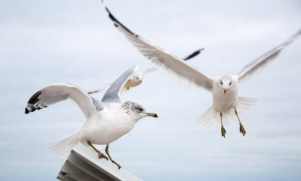 Seagull Art Print featuring the photograph Three's A Crowd #1 by Cathy Kovarik