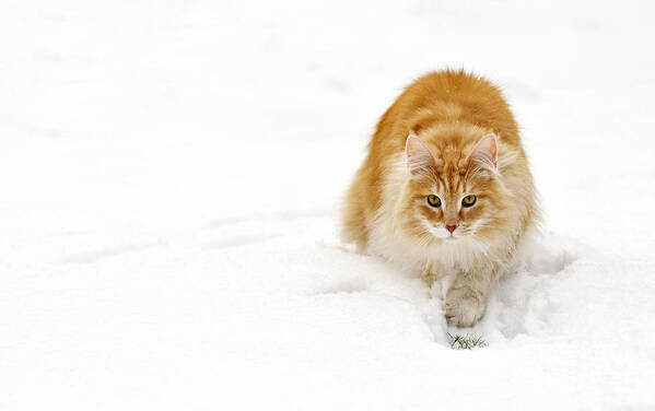 Norwegian Forest Cat Art Print featuring the photograph 111230p310 by Arterra Picture Library