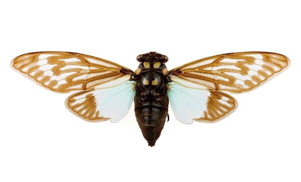 Cicada Art Print featuring the photograph Cicada #2 by Pascal Goetgheluck/science Photo Library