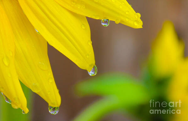 Flowers Art Print featuring the photograph 3 Drops After the Rain by Nina Silver