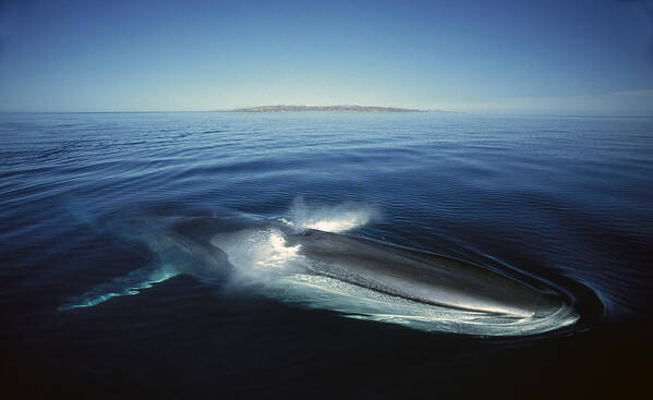 Feb0514 Art Print featuring the photograph Fin Whale In Sea Of Cortez #4 by Tui De Roy