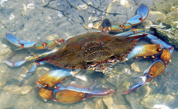 Nature Art Print featuring the photograph Adult Male Blue Crab #5 by Millard H Sharp