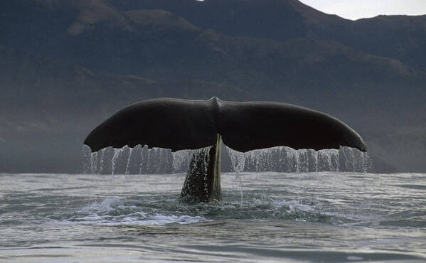 Feb0514 Art Print featuring the photograph Sperm Whale Tail New Zealand #5 by Flip Nicklin