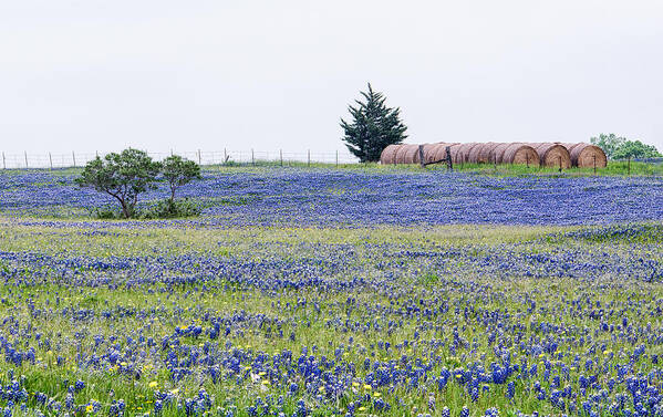 Texas Wildflowers Art Print featuring the photograph Texas Bluebonnets 5 by Victor Culpepper