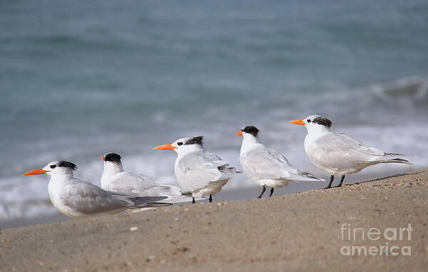 Royal Tern Art Print featuring the photograph A Gathering of Royals by Suzanne Oesterling