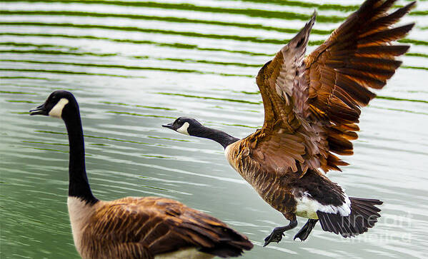 A Pair Of Canada Geese Landing On Rockland Lake Art Print featuring the photograph A Pair Of Canada Geese Landing On Rockland Lake by Jerry Cowart