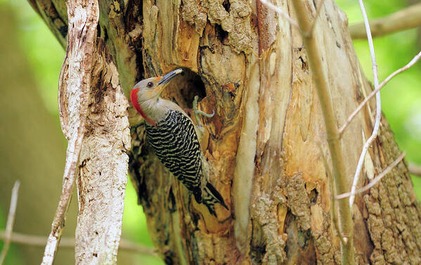 Care Art Print featuring the photograph A Red-bellied Woodpecker Brings Food To by Chuck Eckert