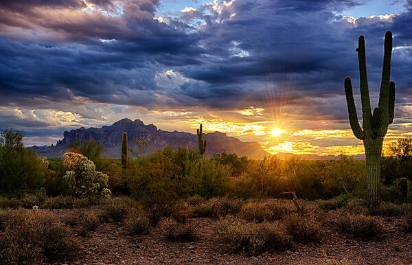 Sunrise Art Print featuring the photograph A Sonoran Desert Sunrise by Saija Lehtonen