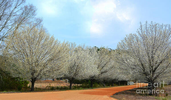 Spring Art Print featuring the photograph A Touch Of Spring by Kathy Baccari