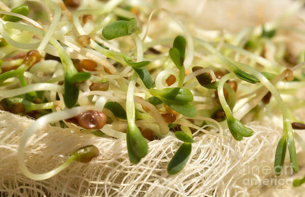 Alfalfa Sprouts Art Print featuring the photograph Alfalfa Sprouts by Iris Richardson