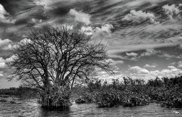 Swamp Art Print featuring the photograph Alligator Country by Geraldine Alexander