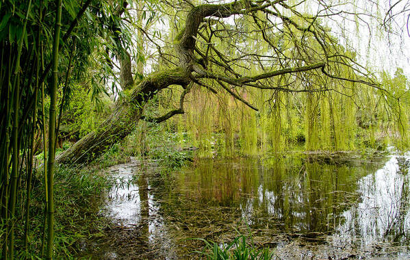 A Lanscape Picture With Green Bamboo Art Print featuring the photograph Amazingly green by Elena Perelman