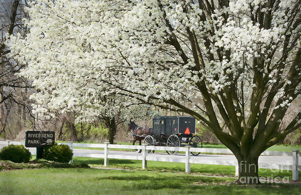 Spring Art Print featuring the photograph Amish Buggy Fowering Tree by David Arment