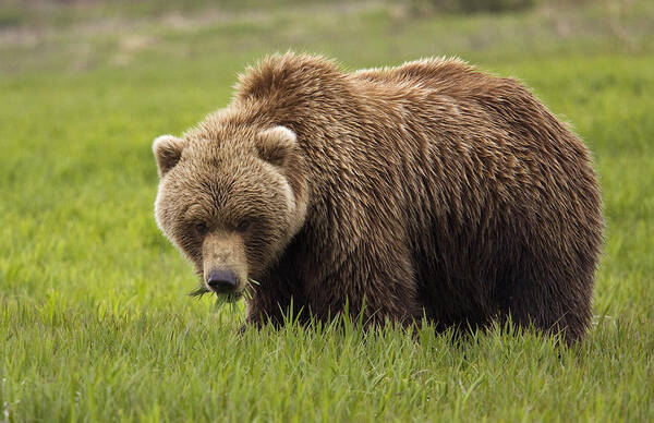 Williams Art Print featuring the photograph An Alaska Coastal Brown Bear At Mikfik by Richard Williams