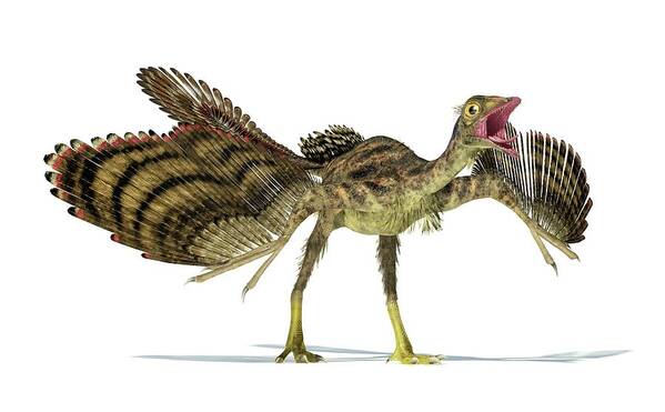 Nobody Art Print featuring the photograph Archaeopteryx Dinosaur by Leonello Calvetti
