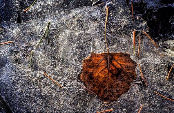 Ice Art Print featuring the photograph Autumns Afterglow by Steve Sullivan