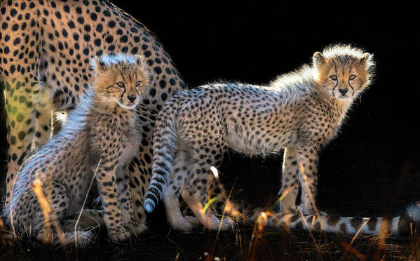Fur Art Print featuring the photograph Baby Cheetahs by Jun Zuo