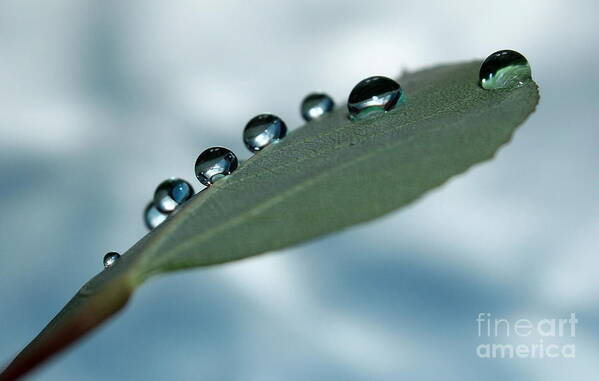 Green Leaf Art Print featuring the photograph Balancing Act by Krissy Katsimbras