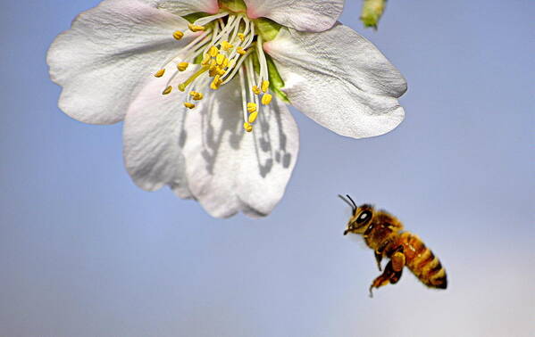 Insect Art Print featuring the photograph Bee and the Almond Blossom by AJ Schibig