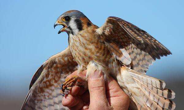 Bird Art Print featuring the photograph Behold the American Kestrel by Nathan Rupert