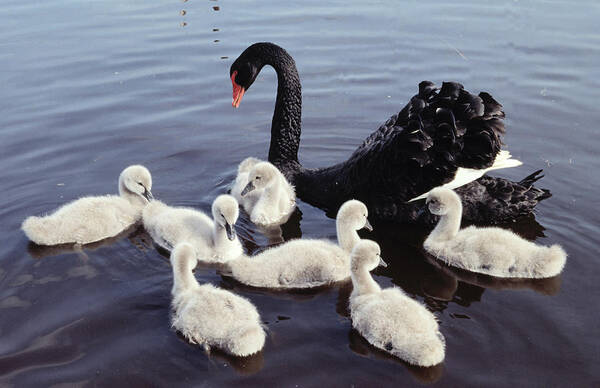 00282982 Art Print featuring the photograph Black Swan and Cygnets by Flip De Nooyer