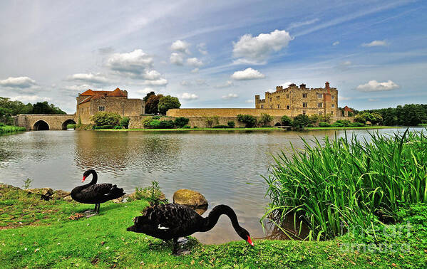 Leeds Castle Art Print featuring the photograph Black Swans at Leeds Castle by Bel Menpes