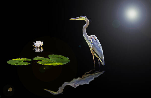 Nature Art Print featuring the photograph Blue Heron Reflection by Michael Whitaker