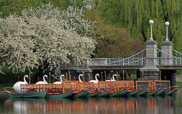 Swab Boat Art Print featuring the photograph Boston Swan Boats by Juergen Roth