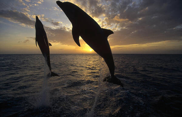 Feb0514 Art Print featuring the photograph Bottlenose Dolphins Leaping At Sunrise by Konrad Wothe