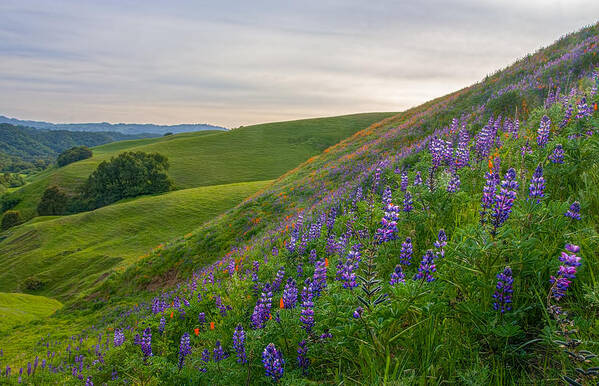 Landscape Art Print featuring the photograph Briones Wildflowers by Marc Crumpler