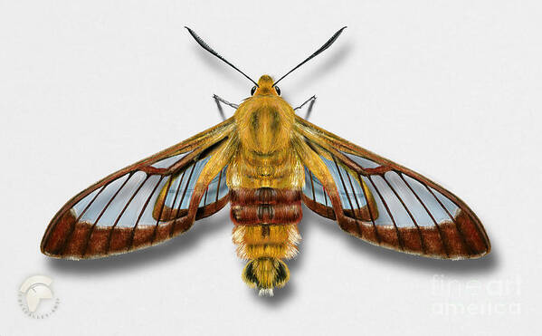 Delicate Art Print featuring the painting Broad-bordered Bee Hawk Moth Butterfly - Hemaris fuciformis naturalistic painting -Nettersheim Eifel by Urft Valley Art Matt J G Maassen-Pohlen
