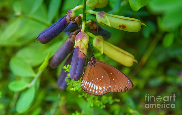 Butterfly Art Print featuring the photograph Brown butterfly in the green jungle by Gina Koch