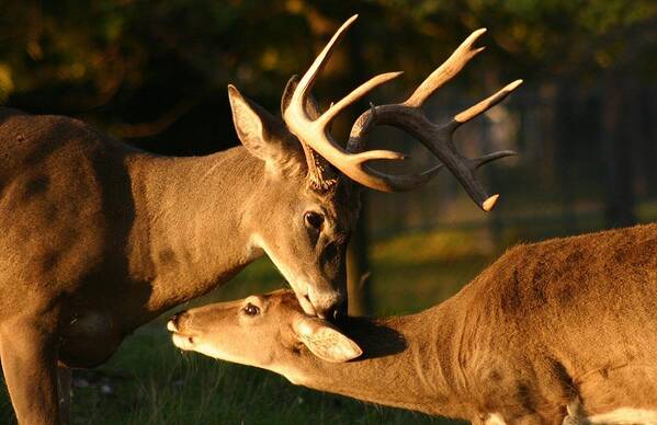Whietail Buck And Doe Art Print featuring the photograph Buck and Friend by John Dart