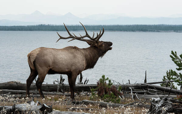 Grass Art Print featuring the photograph Bull Elk On Yellowstone Lake by Jeffrey Kaphan