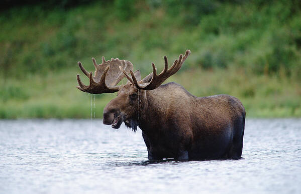Feb0514 Art Print featuring the photograph Bull Moose Feeding In Lake North America by Tim Fitzharris