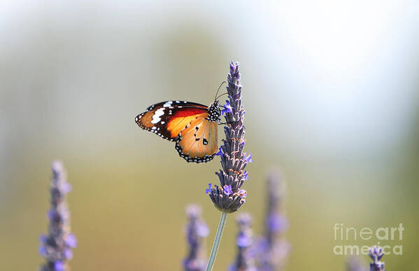 Monarch Butterfly Lavender Art Print featuring the photograph Butterfly and Lavender by Bill Robinson