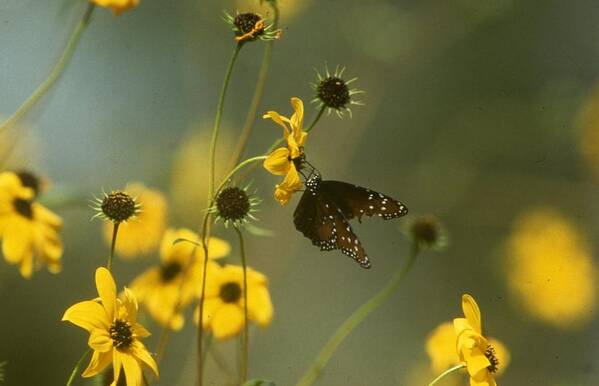 Retro Images Archive Art Print featuring the photograph Butterfly on a Flower by Retro Images Archive