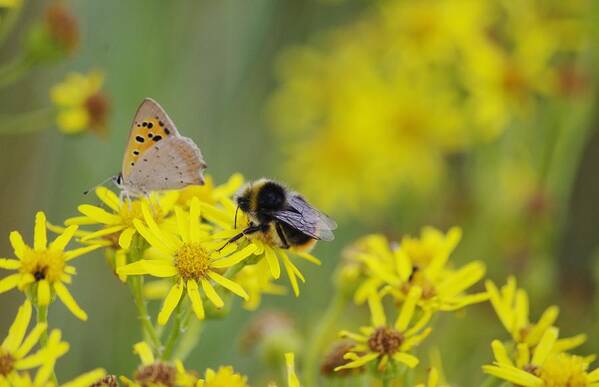 Butterfly Art Print featuring the photograph Buzzy bees by Lorraine Lumb