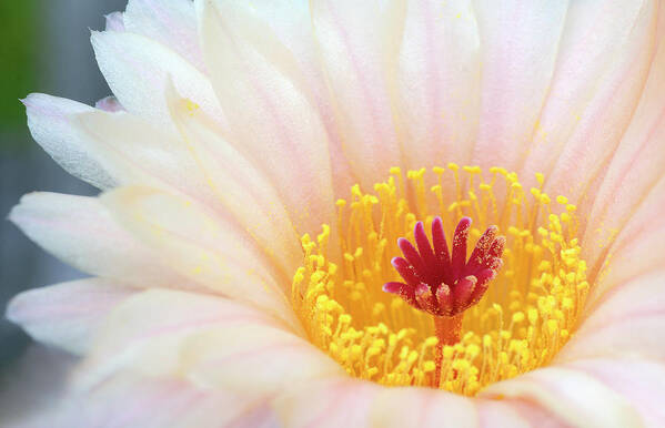 Biology Art Print featuring the photograph Cactus Notocactus Tabularis by Nigel Downer/science Photo Library