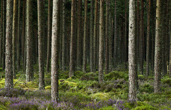 Dornoch Art Print featuring the photograph Camore Wood Scotland by Sally Ross
