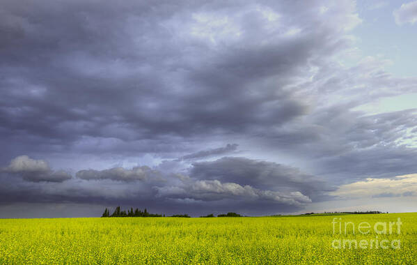 Canola Art Print featuring the photograph Canola and Storm by Dan Jurak