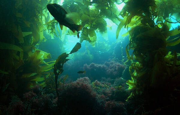  Kelp Art Print featuring the photograph Catalina Kelp Forest by Darren Bradley