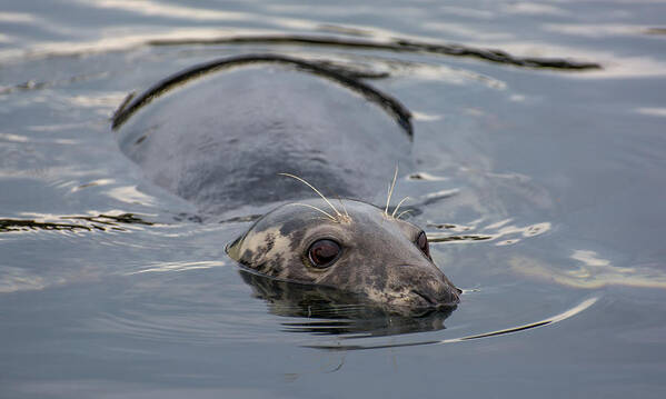 Seal Art Print featuring the photograph Cautious Seal by Andreas Berthold