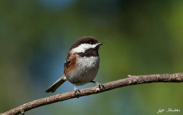 Animal Art Print featuring the photograph Chestnut Backed Chickadee Perched on a Branch by Jeff Goulden