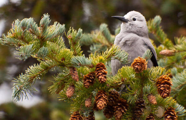 Clark's Nutcracker Art Print featuring the photograph Clark's Nutcracker in Pine Tree by Natural Focal Point Photography