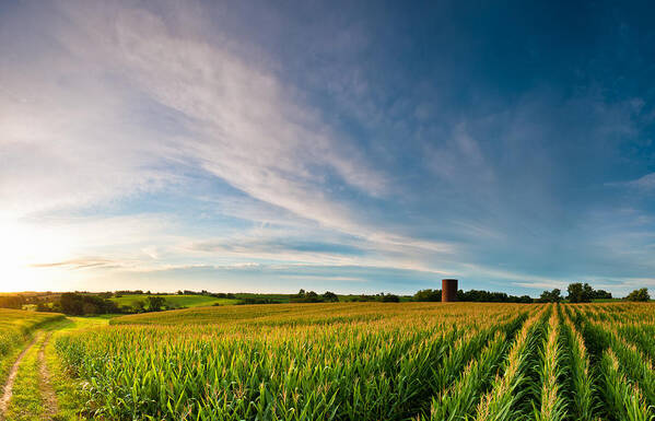 Panoramic Art Print featuring the photograph Clouds over Corn by LarryLindell