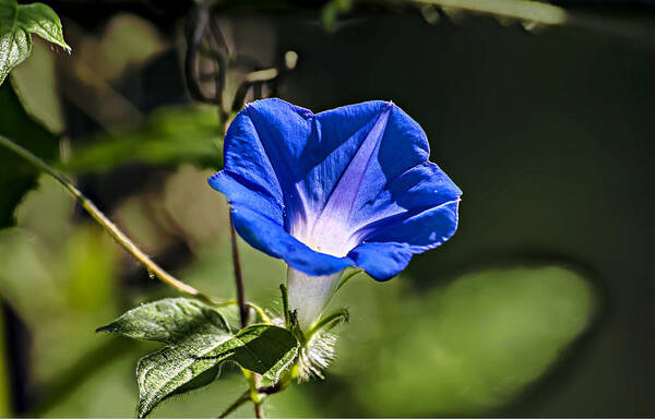 Nature Art Print featuring the photograph Common Blue Morning Glory by Michael Whitaker